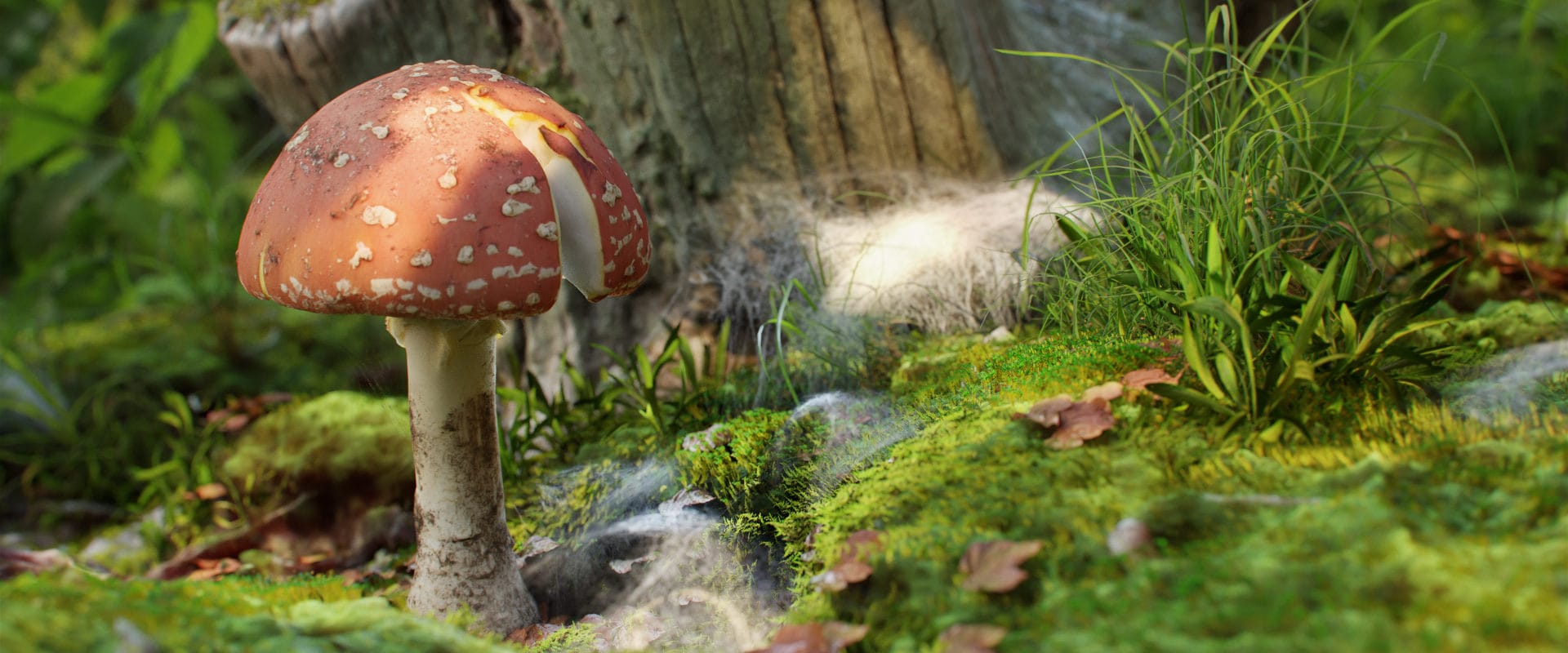 amanitus mushroom 01 01 1920x800 1