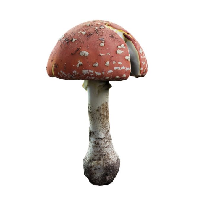 amanitus mushroom 01 07 1