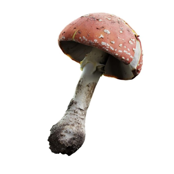 amanitus mushroom 01 10 1
