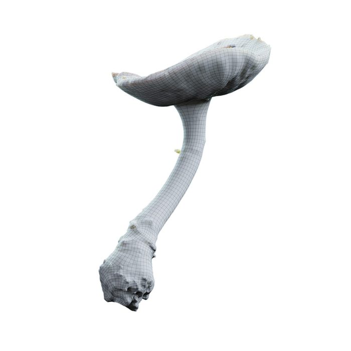 amanitus mushroom 02 01