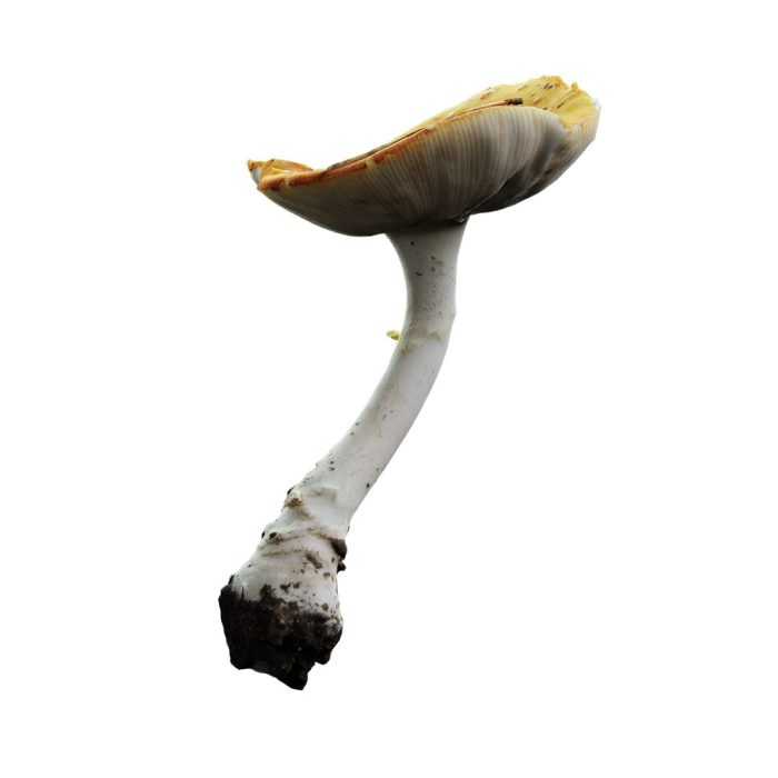 amanitus mushroom 02 02