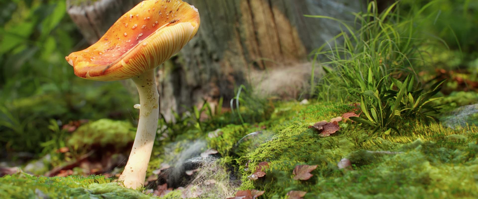 amanitus mushroom 02 09 1 1920x800 1