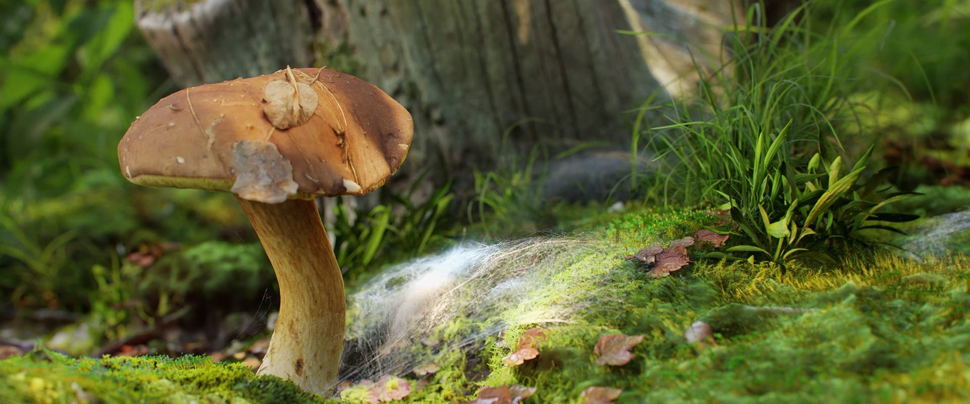 xerocomus mushroom 12 05 1920x800 1