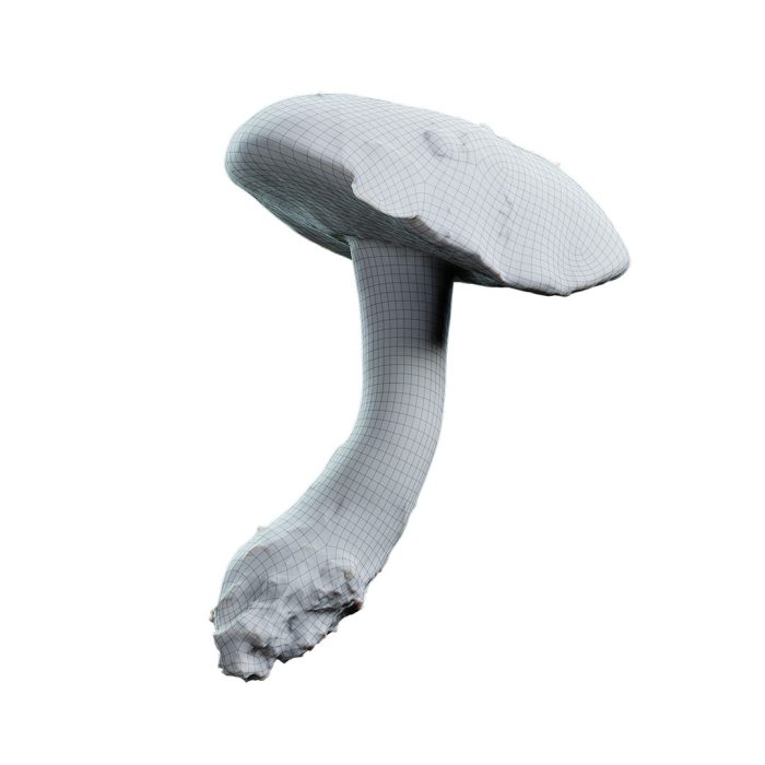 xerocomus mushroom 12 08