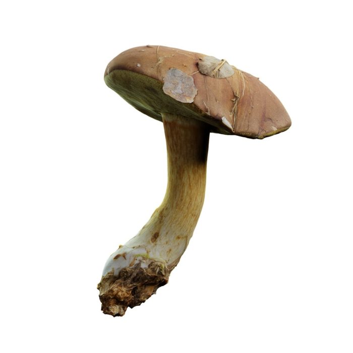 xerocomus mushroom 12 10 1